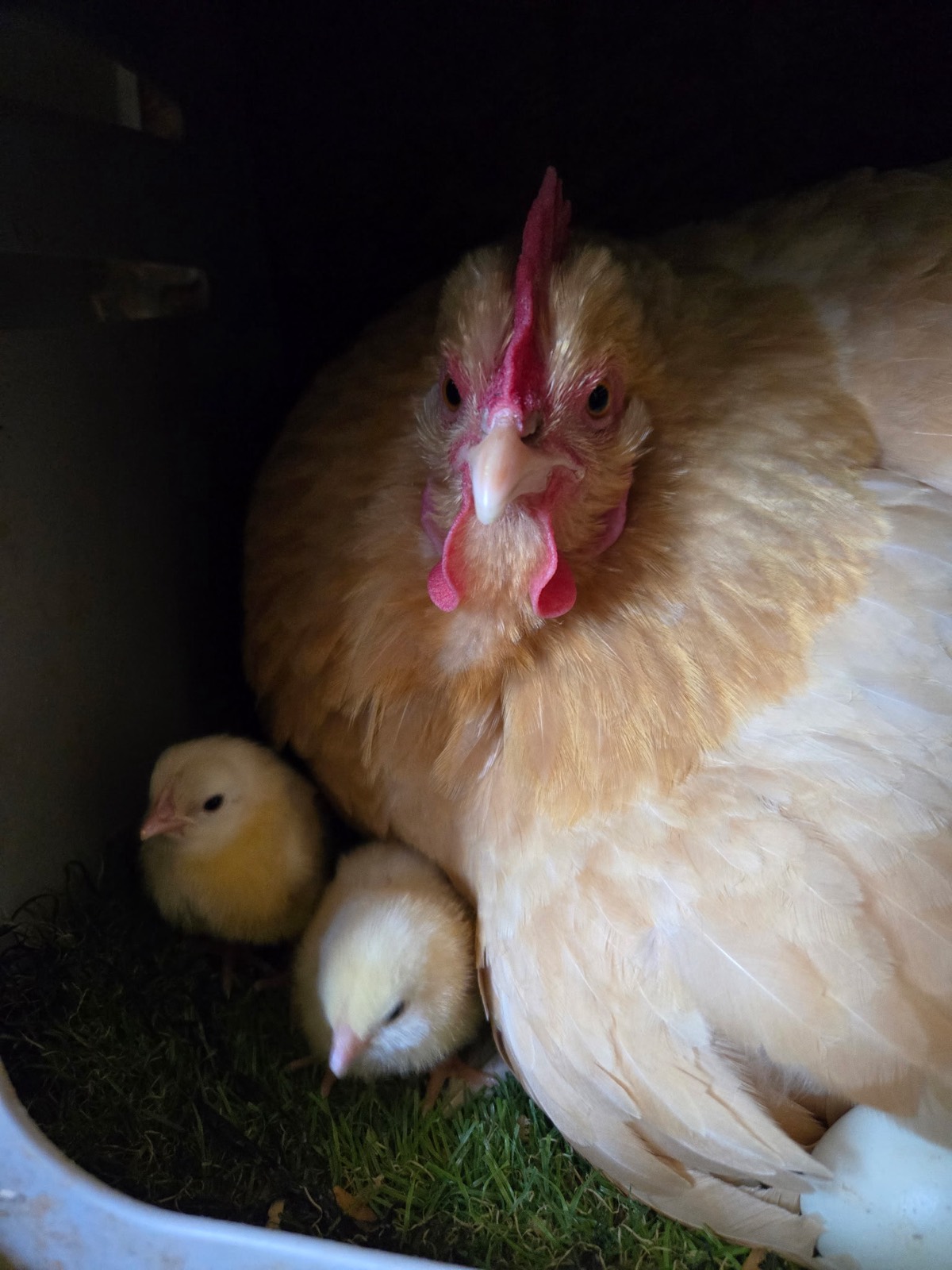 Mother hen with two baby chicks