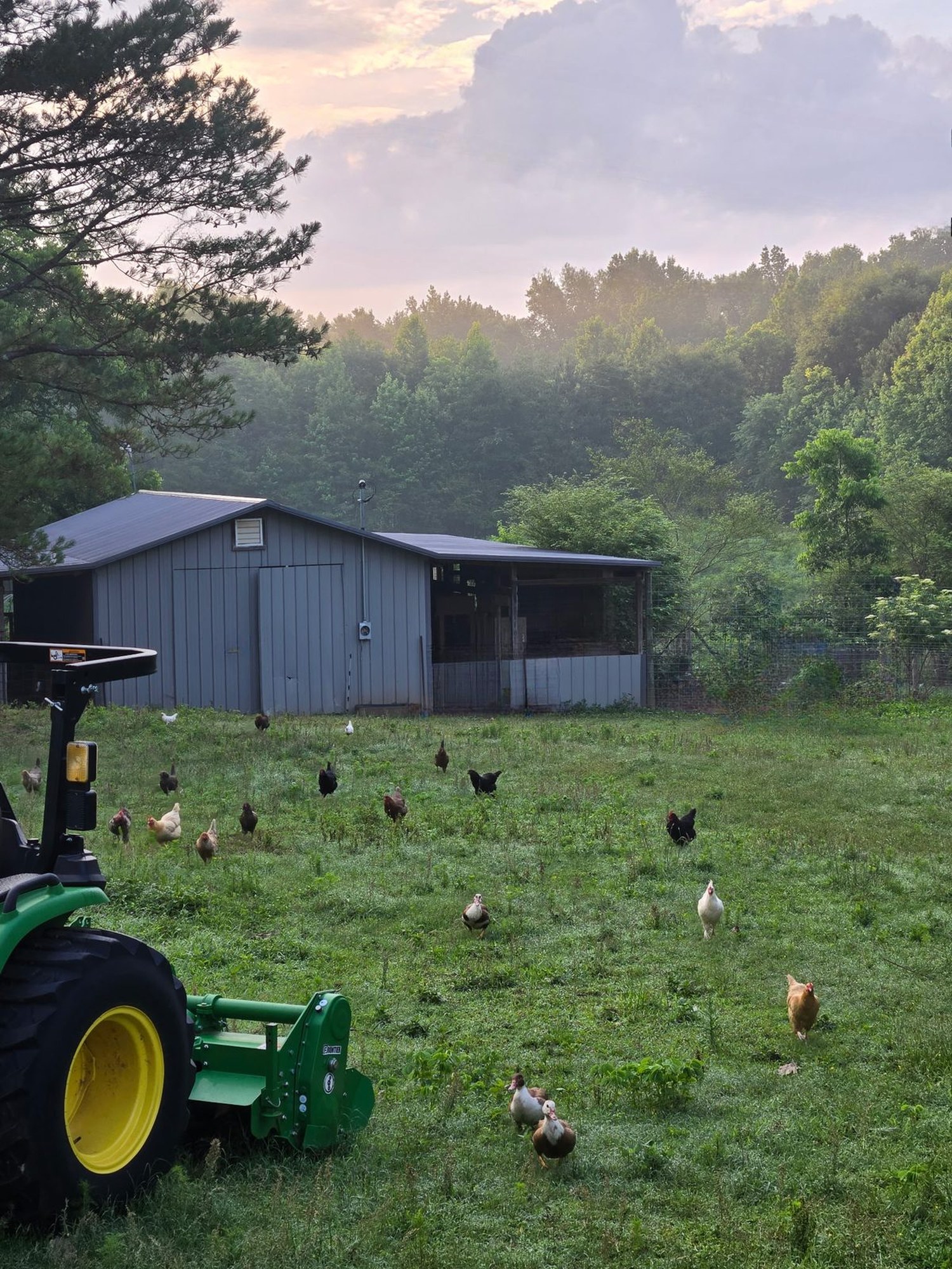Taylor Raised farm at sunrise with chickens free-ranging on green pasture