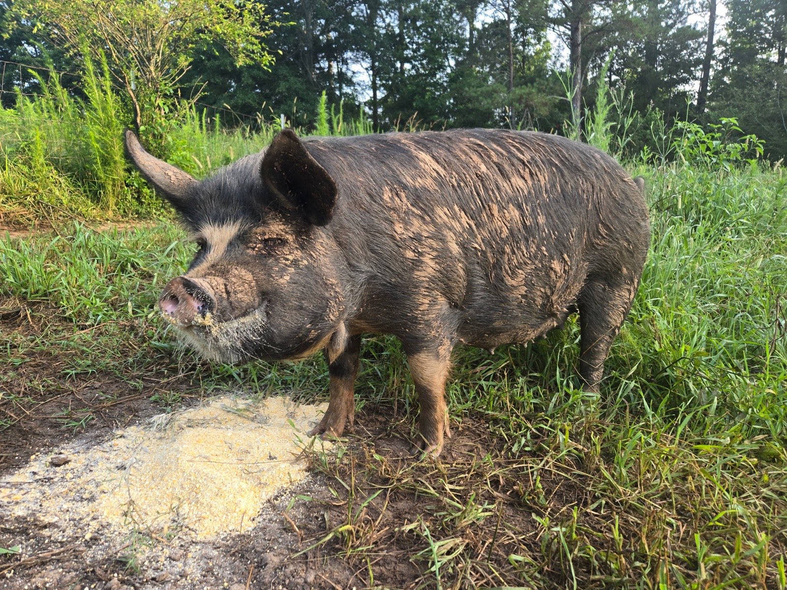 Idaho Pasture Pig grazing on open pasture