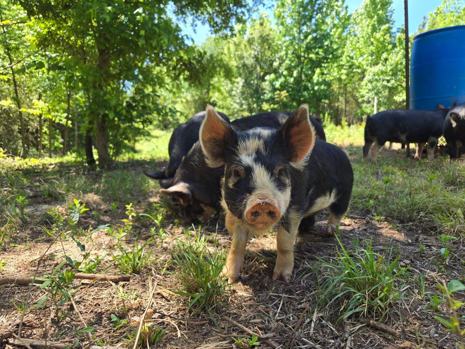 Idaho Pasture piglets exploring the woods